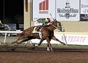 2015 Oklahoma Futurity Winner Tee Chic